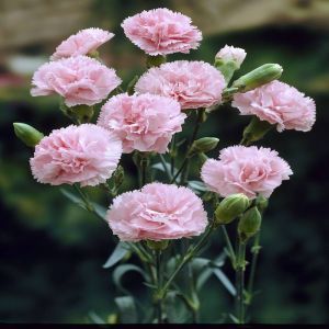 Gartennelke Rosa 9 cm topf