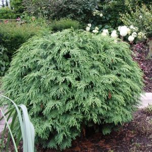 Chamaecyparis lawsoniana Globosa