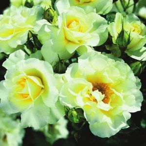 Floribunda Roos Lemon Romantica Op Pot