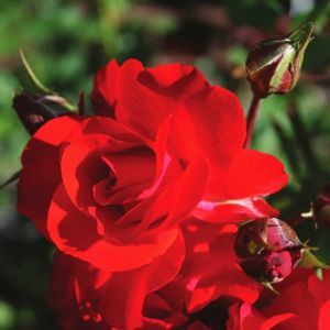 Rose Floribunda Satchmo op pot