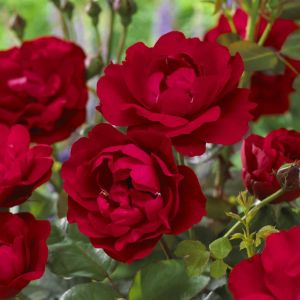 Rosa Nina Weibull