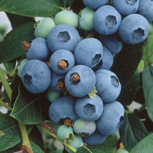 vaccinium northcountry.jpg (Als)