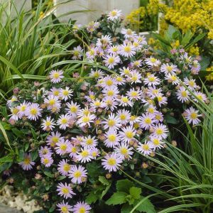 Aster Ageratoides Stardust