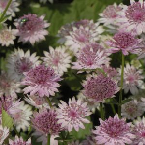 Astrantia major Rosa Lee
