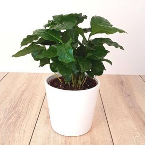 Kaffeepflanze Coffea Arabica 12cm