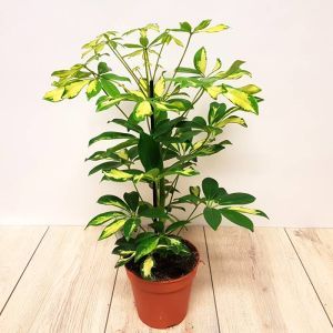 Schefflera arboricola Gerda 13cm