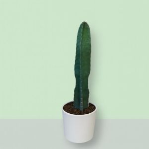 Cactus cereus Florida.JPG Studio