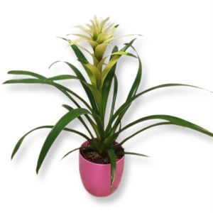 Bromelia white.jpg