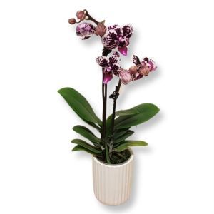 Mini Orchid spotted harlequin.jpg