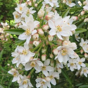 Choisya Aztec Pearl 20170426-1.JPG