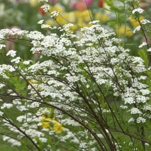 Spiraea x cinerea Grefsheim