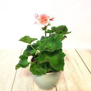 Pelargonium zonale roze 10 cm