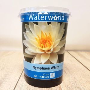 Nymphaea White