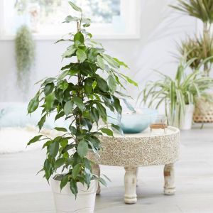 Ficus benjamina Exotica 21cm pot