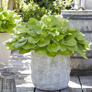 Hosta Banana Kid