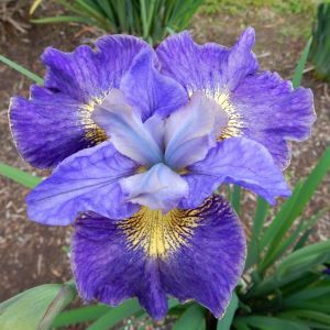 Iris sibirica Cape Cod Boys
