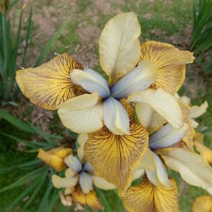 Iris sibirica Flying Fiddles