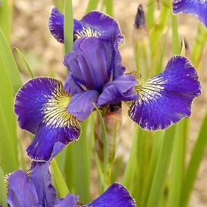 Iris sibirica Golden Edge x 3
