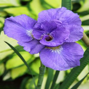 Iris Sibirica Rambunctious