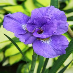 Iris sibirica Rambunctious x 3