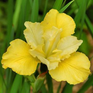 Iris sibirica Summer Revels x 3