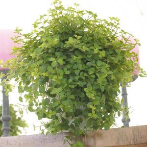 Peperomia rotundifolia