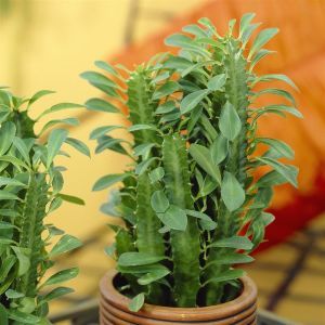 Euphorbia trigona