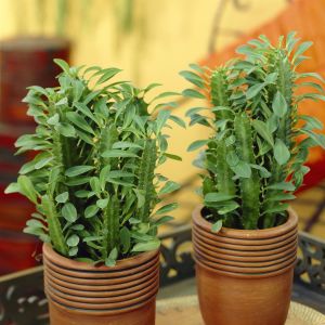 Euphorbia trigona