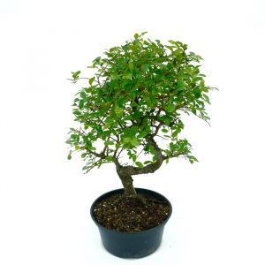 Bonsai Elm Tree S 15 plastic pot cm pot