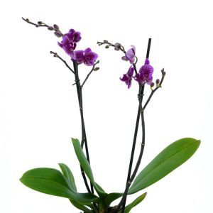 Phalaenopsis Purple Mix