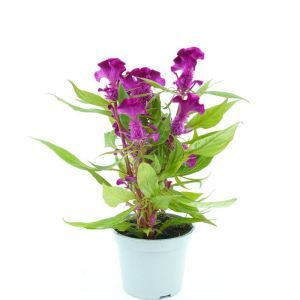 Celosia Cristata Purple 12 cm Pot
