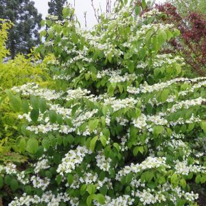 Viburnum plicatum KILIMANDJARO