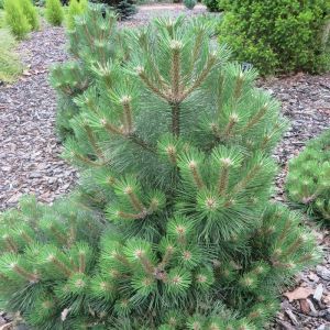 Pinus nigra Oregon Green 14 cm pot