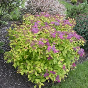 Spiraea japonica Goldflame
