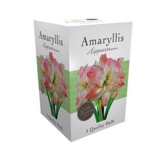 Amaryllis Doppelrosa