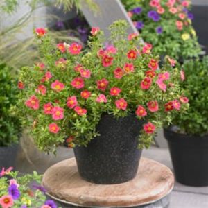 potentilla fruticosa Danny Boy.jpg