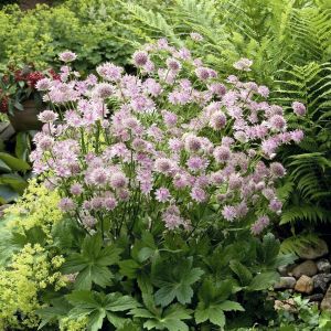 Astrantia major Buckland