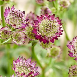 Astrantia Moulin Rouge