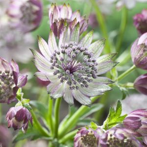 Astrantia major SuperstarÂ®