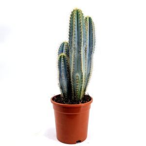 Cactus Pilosocereus azureus 17 cm Topf