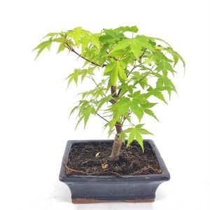 Bonsai Acer Palmatum Green 20 cm pot