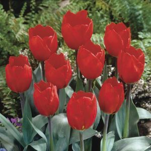 Tulip single early Red Paradise 11/12 cm