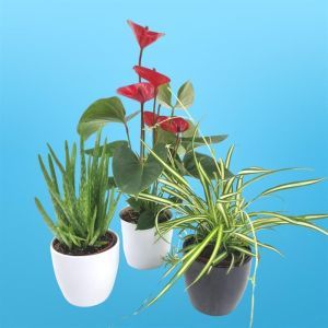 Luftreinigende Pflanzen Kollektion Aloe Vera