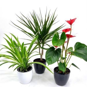 Luftreinigende Pflanzen Kollektion Anthurium