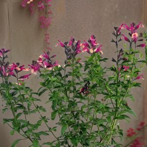 Salvia greiggii Mirage zweifarbig15 cm