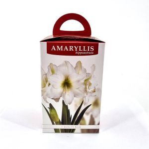 Amaryllis Weiss Geschenkverpackung