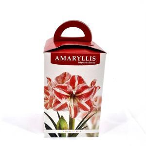 Amaryllis Gestreift Geschenkbox