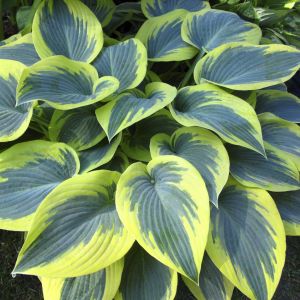 Hosta First Frost