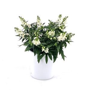 Angelonia Angustifolia White