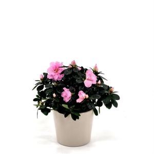 Rhododendron Simsii Light Pink 13 cm pot